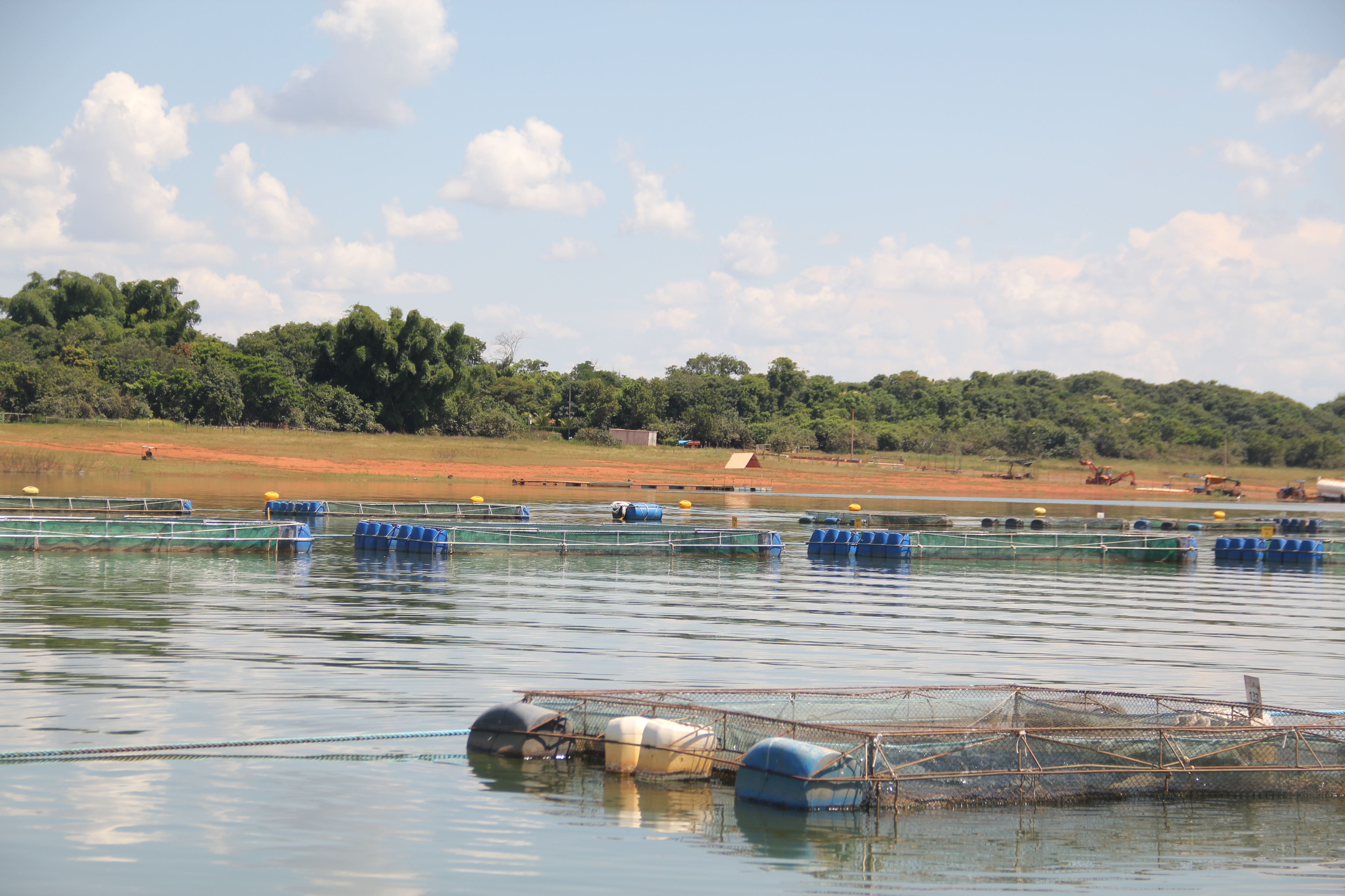 Produção nacional de peixes cresce 7,1% e atinge R$ 8,5 bilhões em 2025, segundo IBGE
